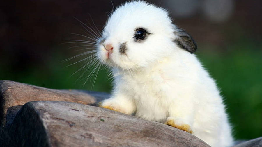 Baby White Rabbit Wallpaper