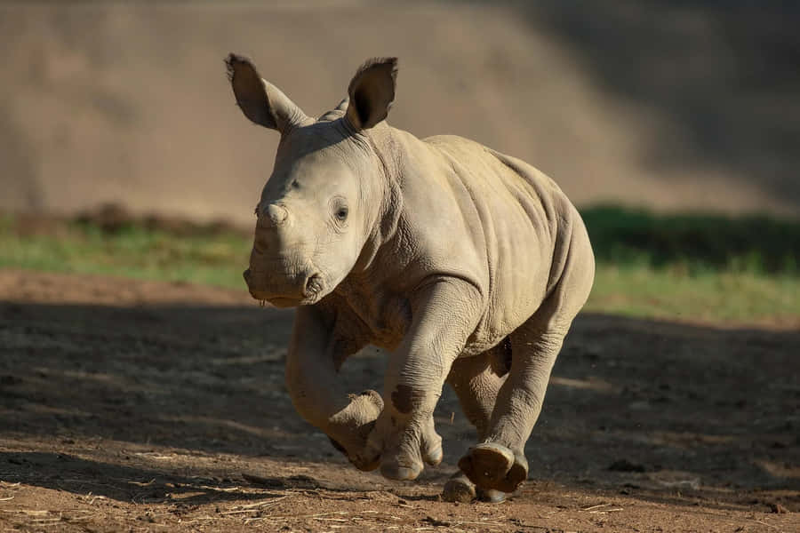 Baby White Rhino Charging Wallpaper