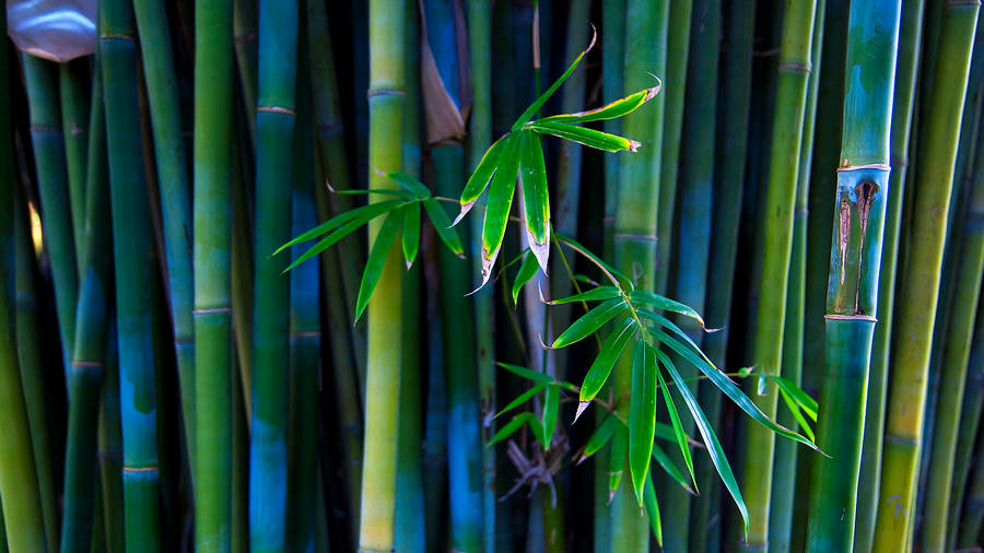 Bamboo 4k Installation Indian Artist Wallpaper