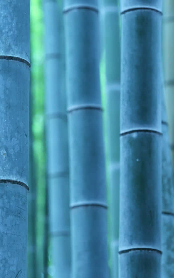 Bamboo Forest In Kyoto, Japan Wallpaper