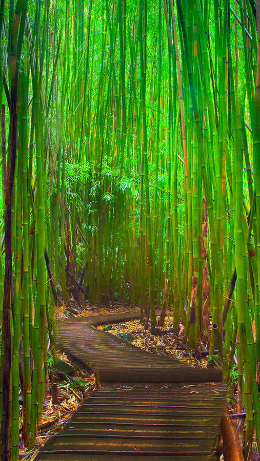 Bamboo Forest Iphone With Simple Pathway Wallpaper