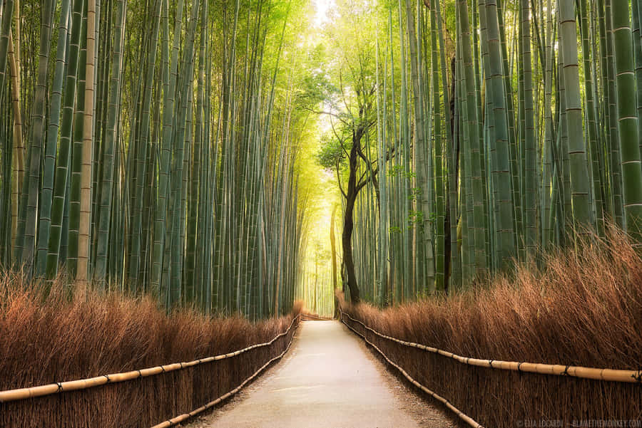 Bamboo Forest Path With Dried Grass Wallpaper