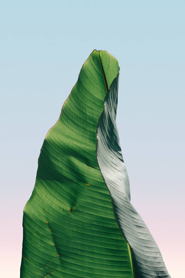 Banana Leaf Against Morning Sky Wallpaper