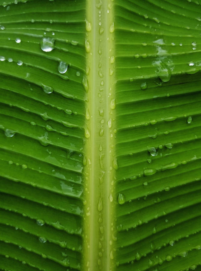Banana Leaf Droplets Close-up Photography Wallpaper