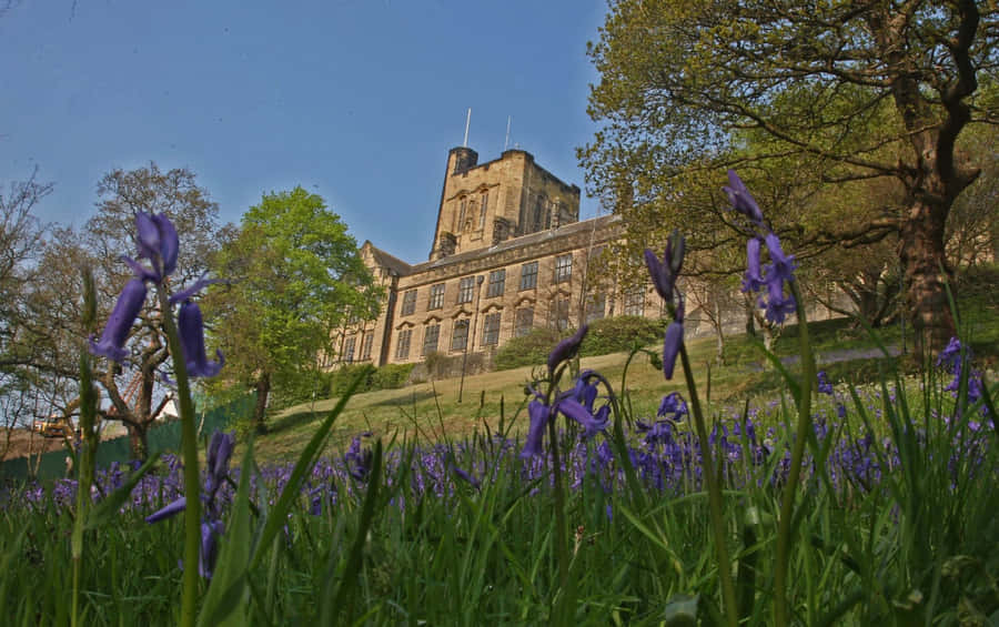 Bangor University Springtime Bluebells Wallpaper