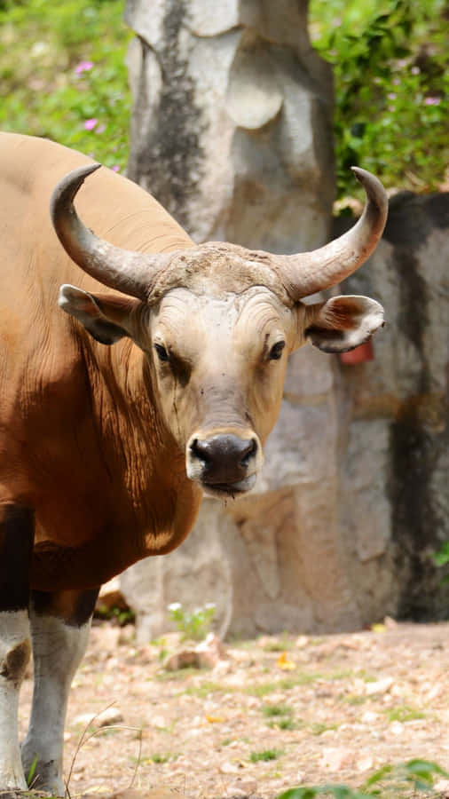 Bantengin Natural Habitat Wallpaper