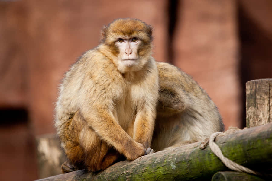 Barbary Macaque Sittingon Log Wallpaper