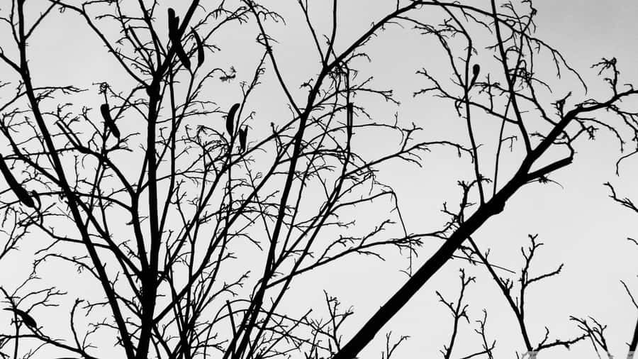 Bare Tree Branches In Monochrome Wallpaper