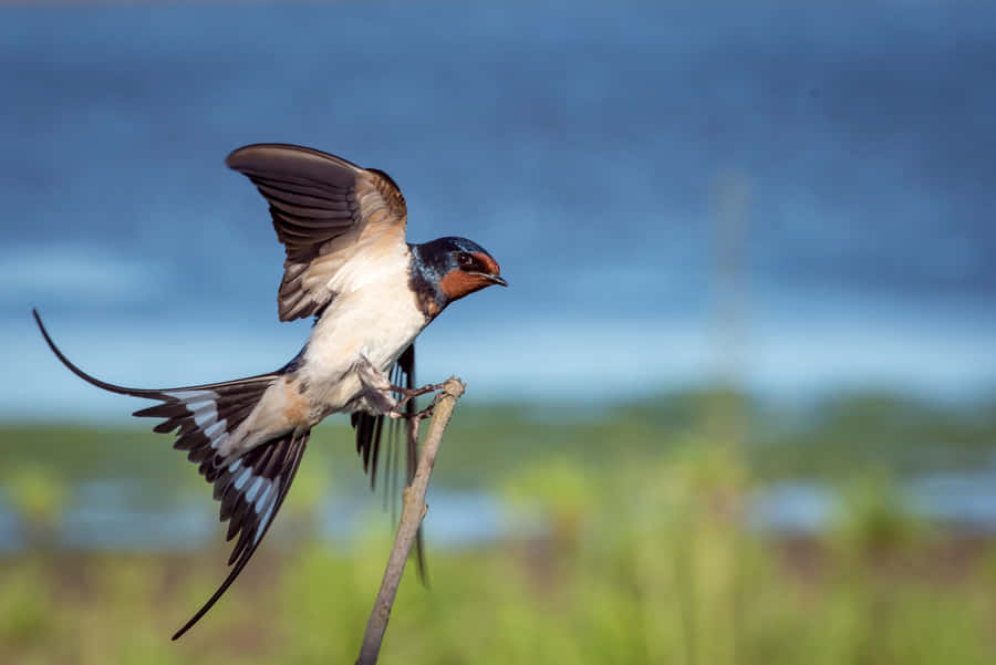 Barn Swallow Spreading Wings Wallpaper
