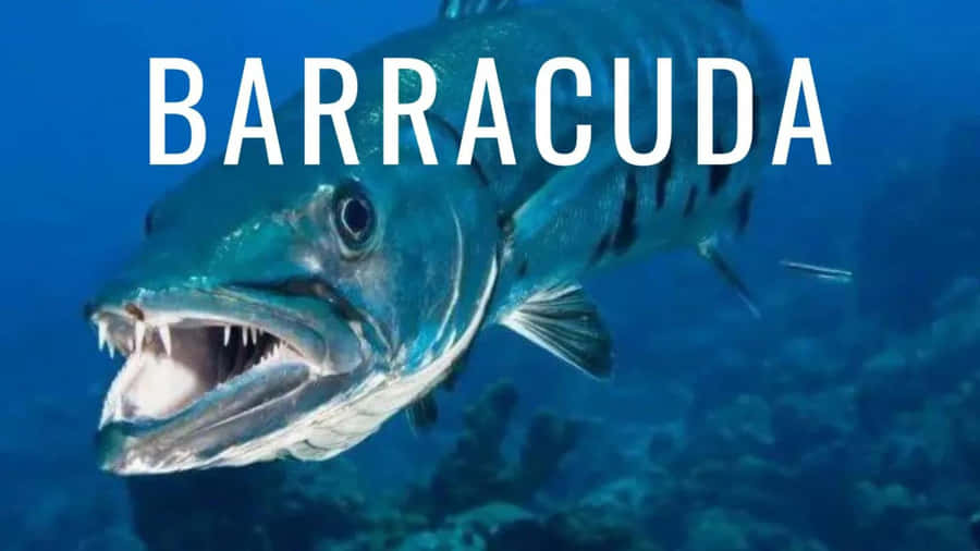 Barracuda Fish Underwater Wallpaper