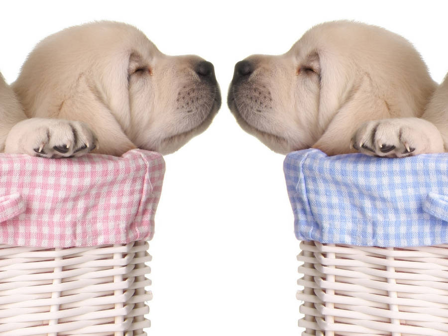 Basket Puppy Desktop Hd Wallpaper