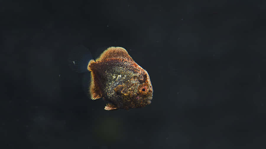 Batfish Solo Swim Dark Waters Wallpaper