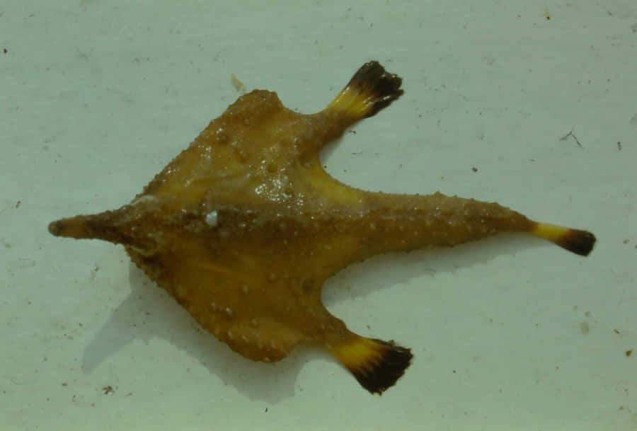 Batfish Specimenon White Background Wallpaper