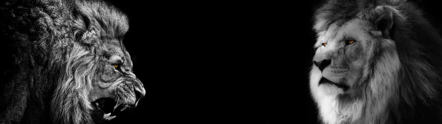 Be The Lion With A Majestic Presence Of Courage And Strength” Wallpaper