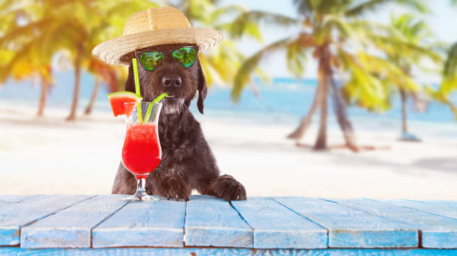 Beach Vacation Dog With Cocktail.jpg Wallpaper