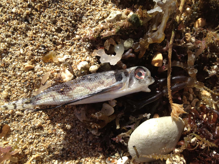 Beached Flying Gurnard Wallpaper