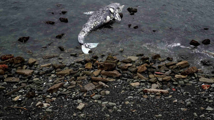 Beached Gray Whale Carcass Wallpaper