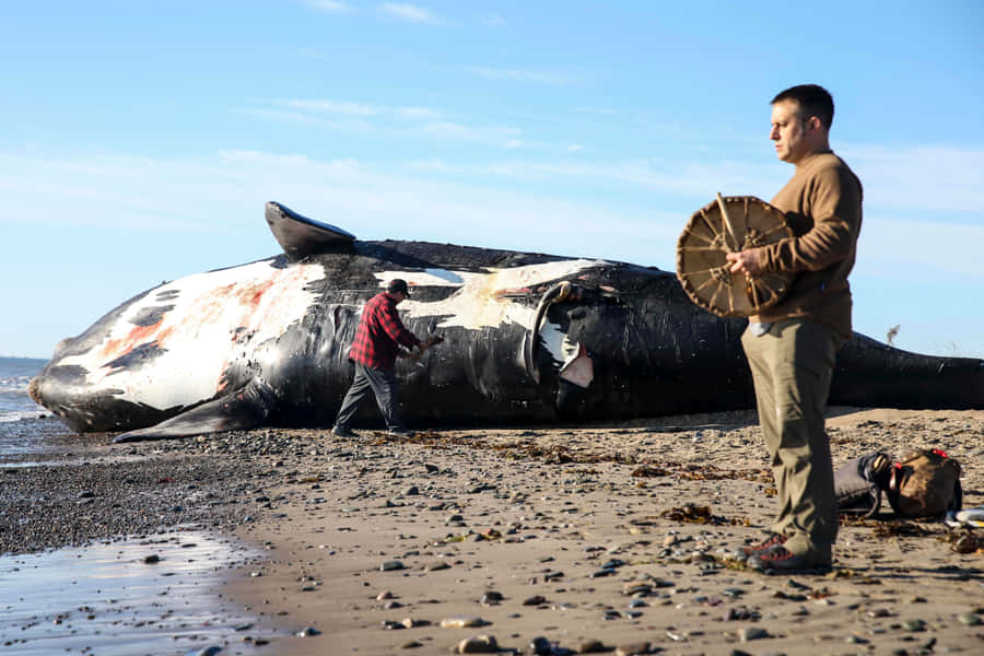 Beached Right Whale Ceremony Wallpaper
