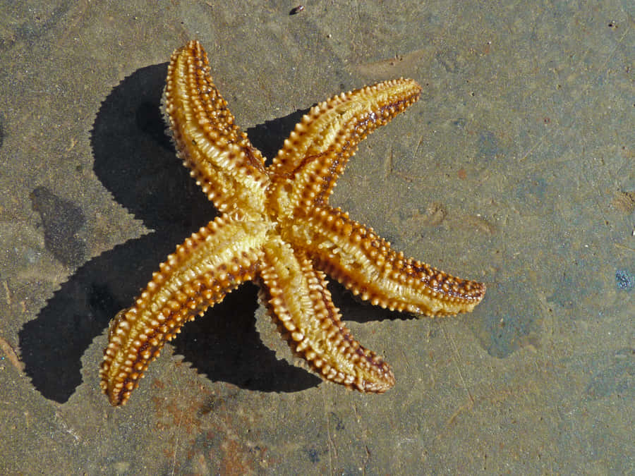 Beached Starfish Sandy Shore.jpg Wallpaper