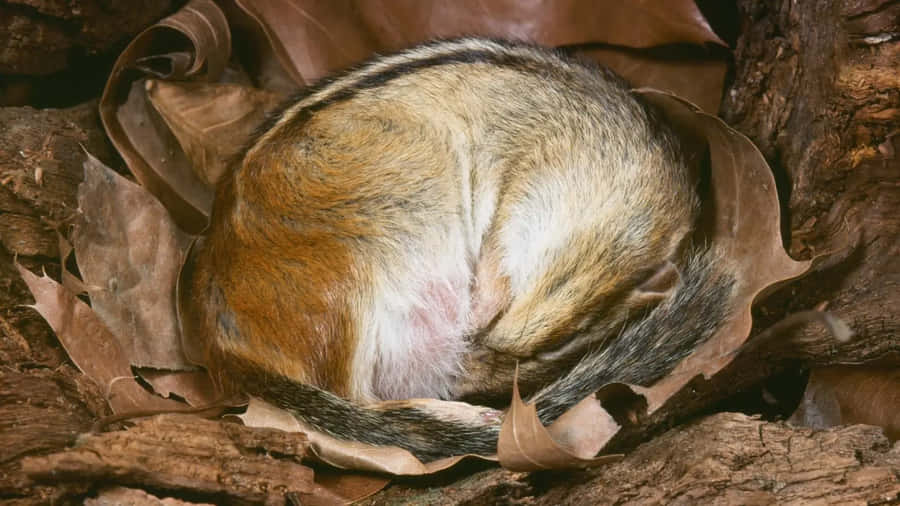 Bear Hibernating In A Cozy Den Wallpaper