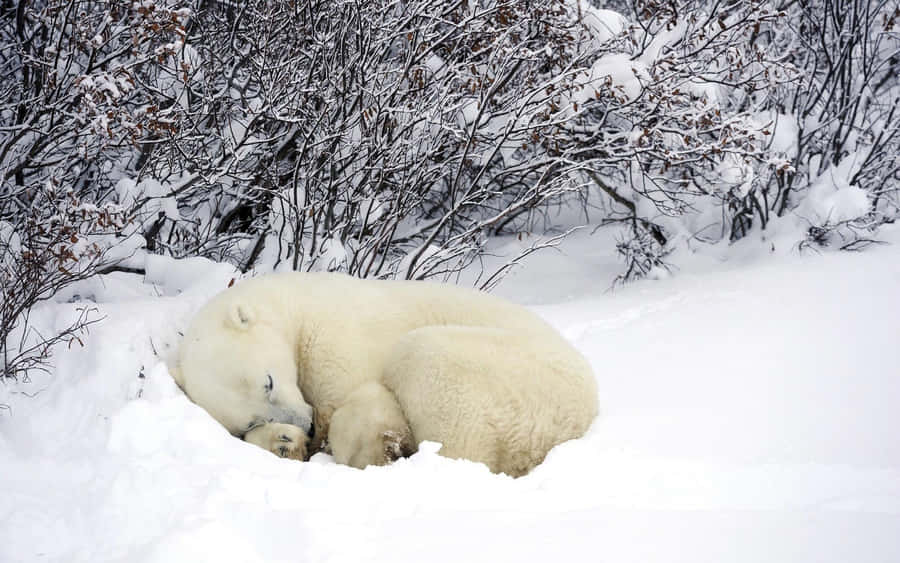 Bear Hibernating In Cozy Cave During Winter Season Wallpaper