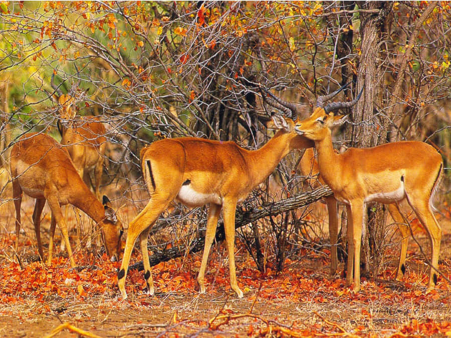 Beautiful African Wildlife Wallpaper