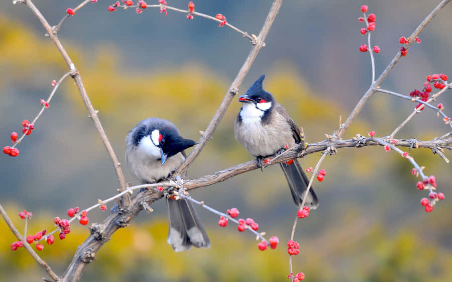Beautiful Birds Perched On Blooming Spring Branch Wallpaper