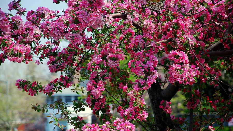 Beautiful Blooming Trees In Spring Wallpaper