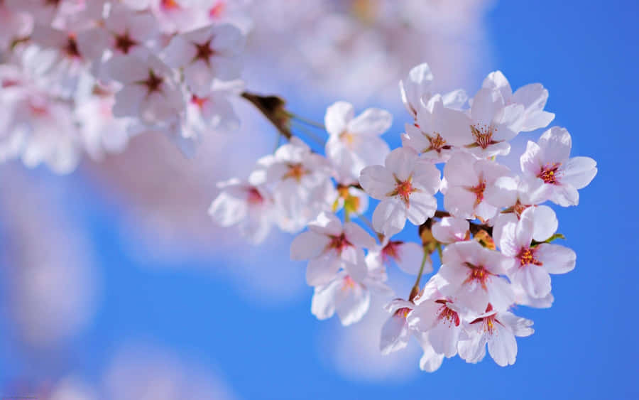 Beautiful Blossoming Trees In Spring Wallpaper