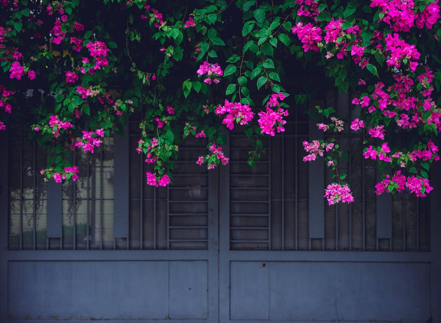 Beautiful Bougainvillea Flowers Wallpaper