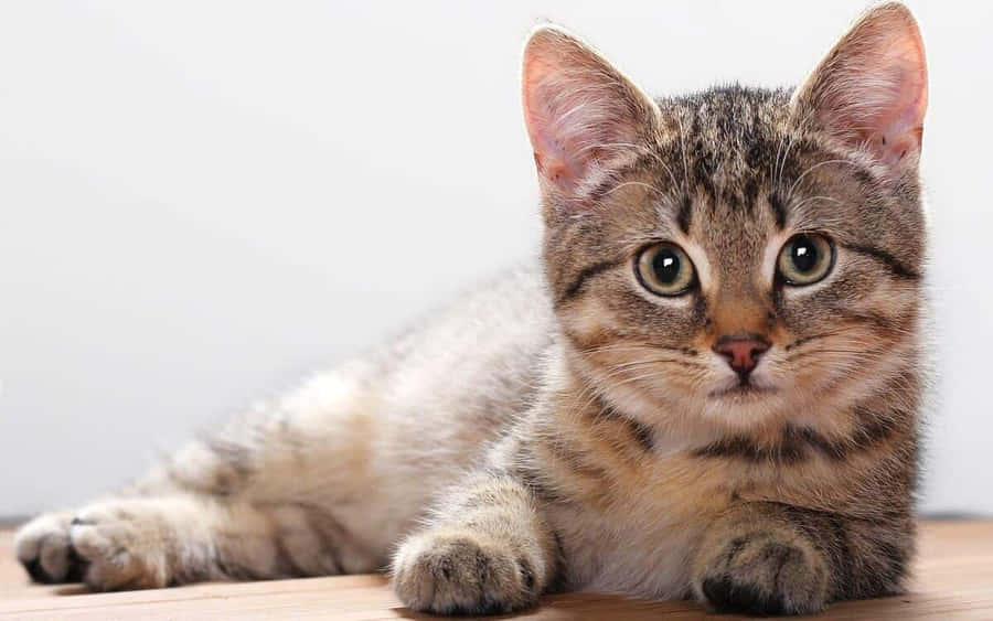 Beautiful Brazilian Shorthair Cat Lounging Gracefully Wallpaper