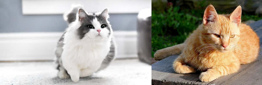 Beautiful Brazilian Shorthair Cat Lounging In Sunshine Wallpaper