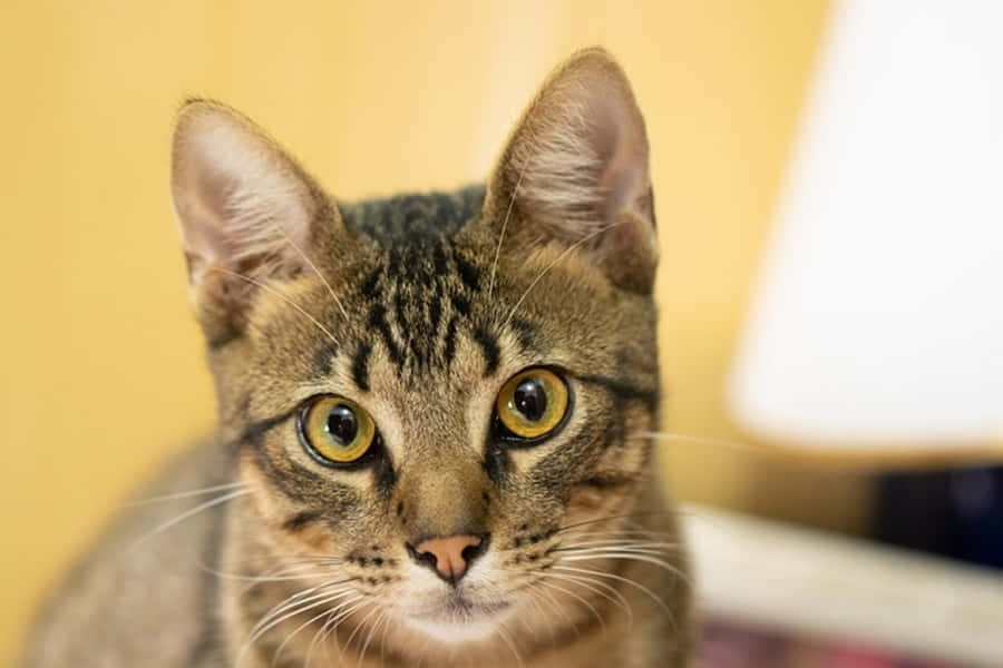 Beautiful Brazilian Shorthair Cat Lounging On A Bed Wallpaper
