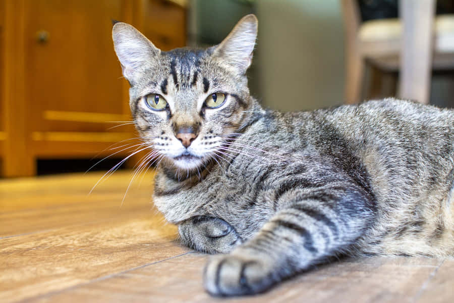 Beautiful Brazilian Shorthair Cat Resting On A Chair Wallpaper