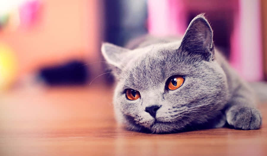 Beautiful Burmese Cat Lounging Indoors Wallpaper