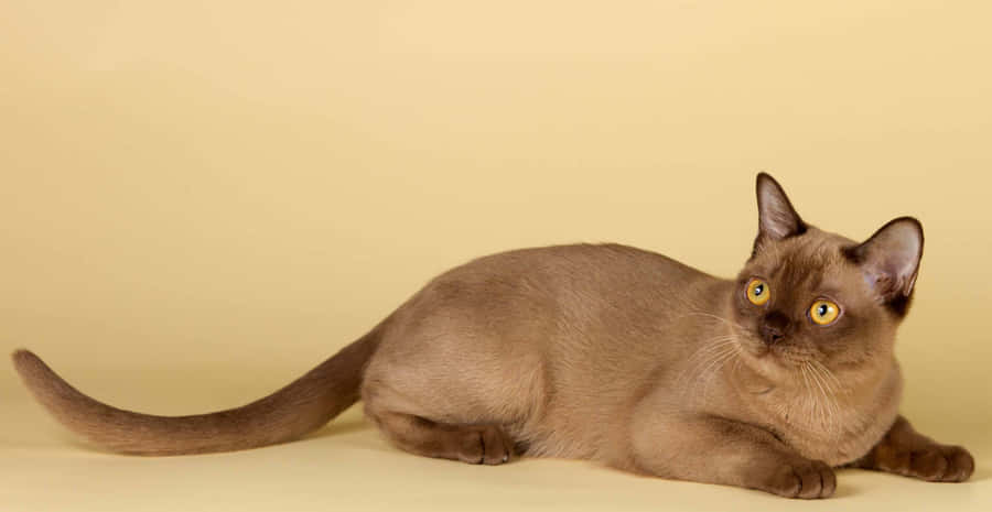 Beautiful Burmese Cat Lounging On A Cozy Bed Wallpaper