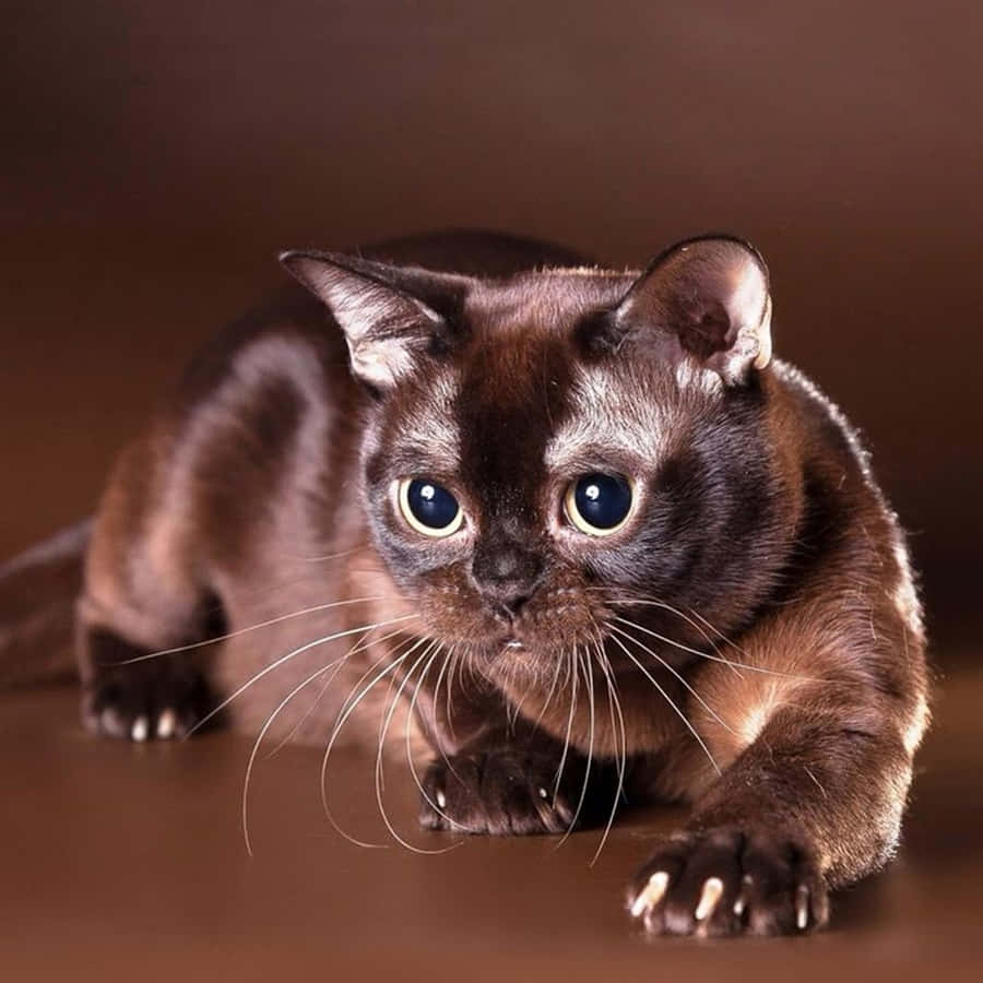 Beautiful Burmese Cat Lounging On A Sofa Wallpaper