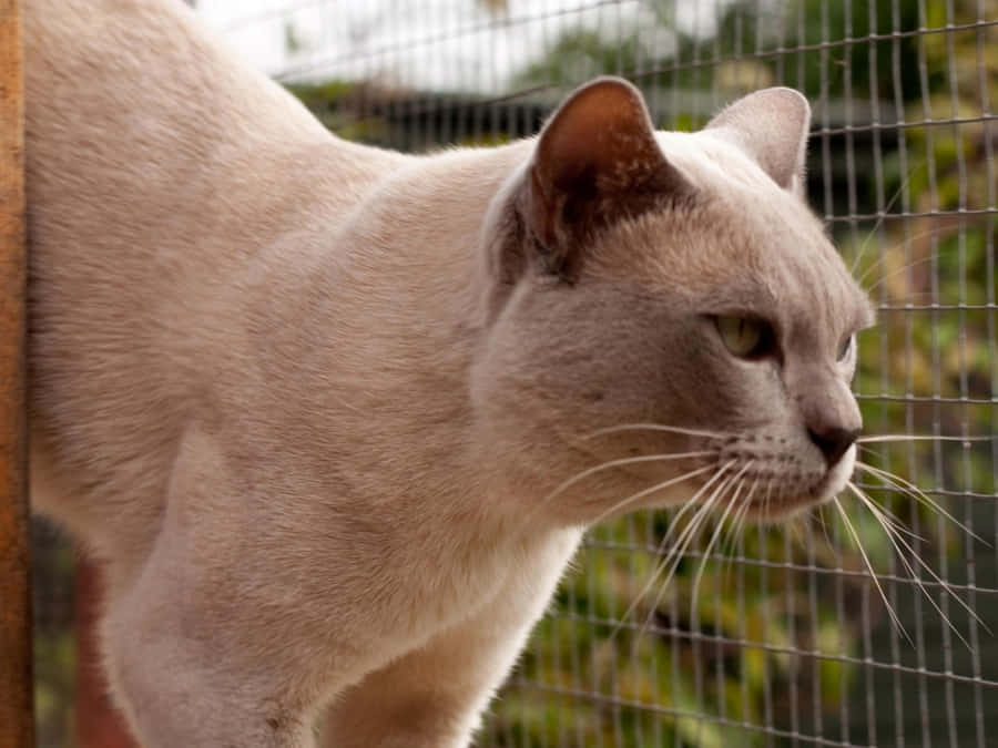Beautiful Burmese Cat Lounging On A Sofa Wallpaper