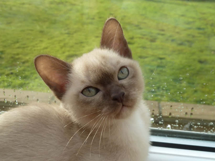 Beautiful Burmese Cat Relaxing On A Couch Wallpaper