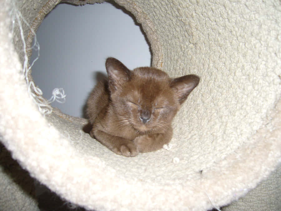 Beautiful Burmese Cat Relaxing On A Couch Wallpaper
