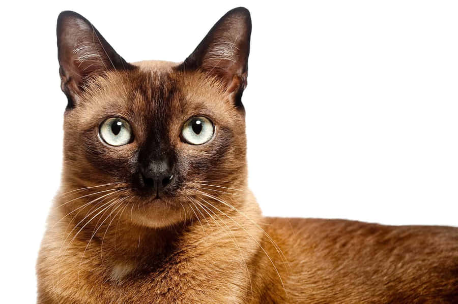 Beautiful Burmese Cat Resting On A Couch Wallpaper