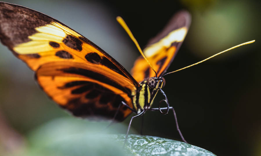 Beautiful Butterfly Brown Yellow Wallpaper