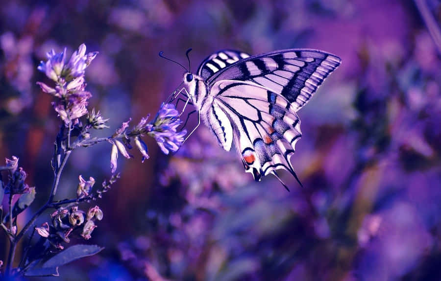 Beautiful Butterfly In A Burst Of Color Wallpaper