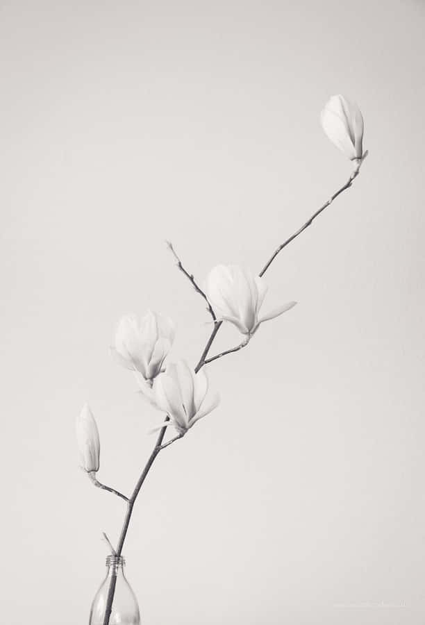 Beautiful Contrast Of Black And White Wallpaper