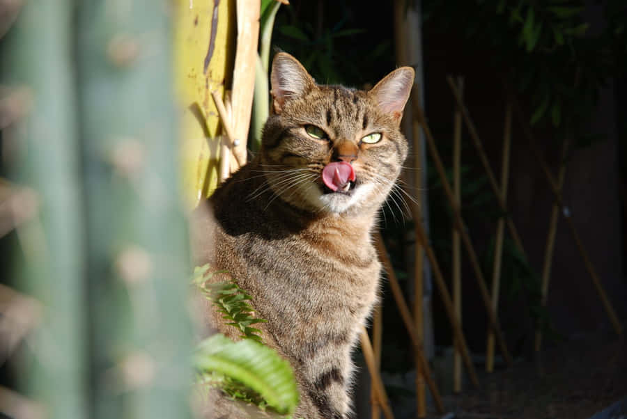 Beautiful European Shorthair Cat Relaxing Outdoors Wallpaper