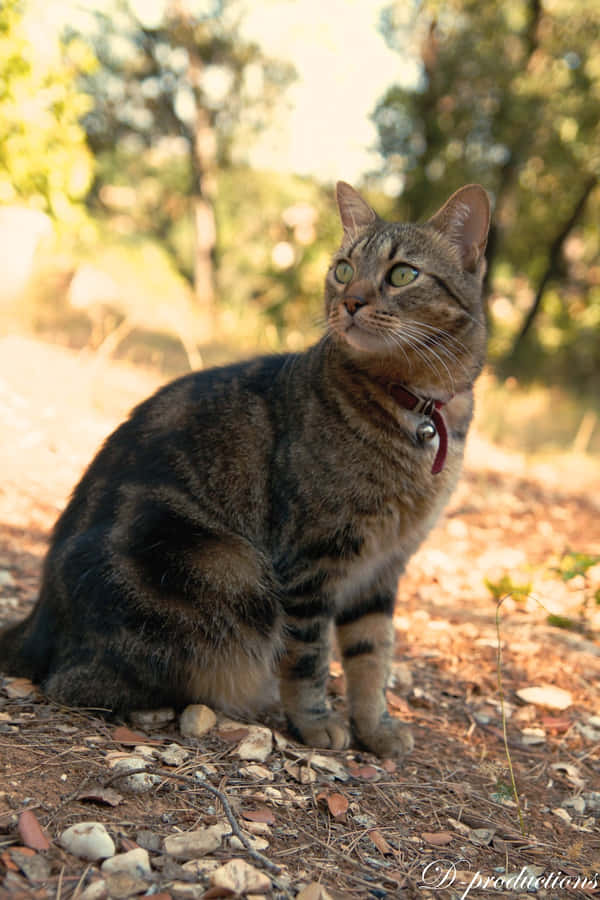 Beautiful European Shorthair Cat Resting Comfortably Wallpaper
