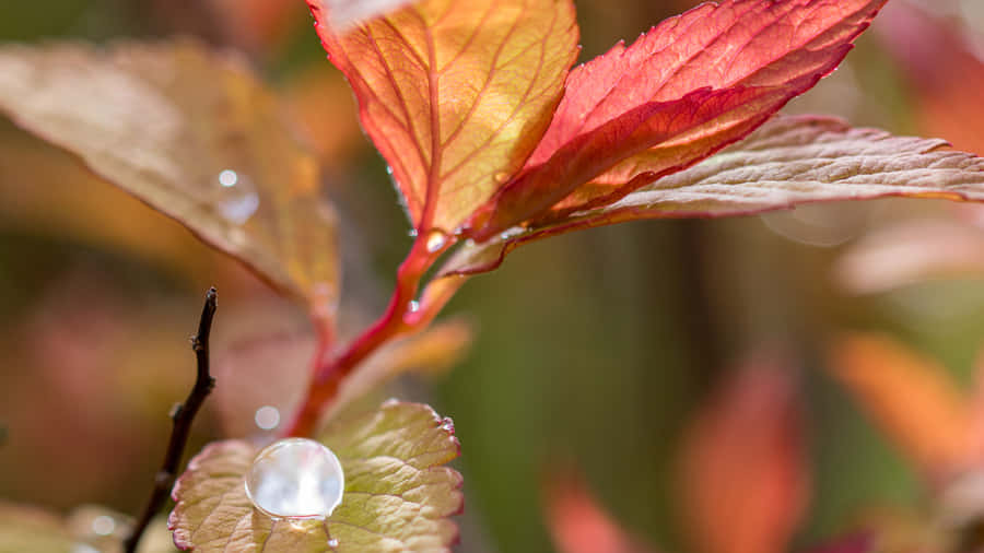 Beautiful Fall Dew On Autumn Leaves Wallpaper