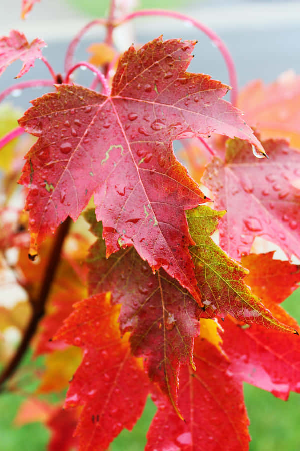 Beautiful Fall Rain Scene Wallpaper