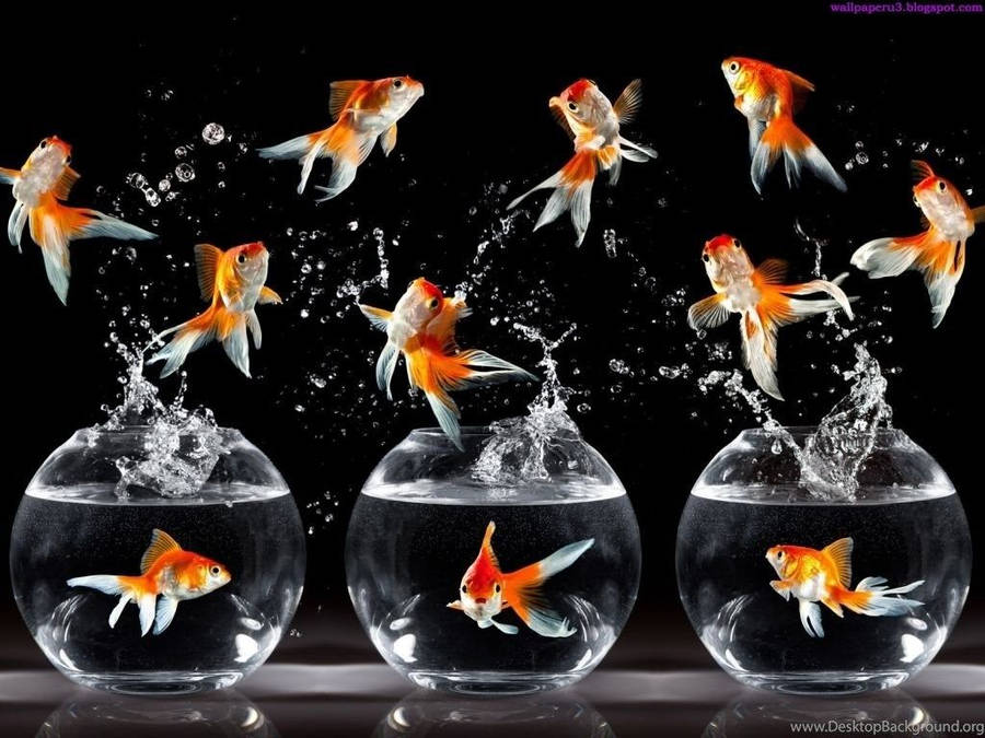 Beautiful Fish Jumping Wallpaper