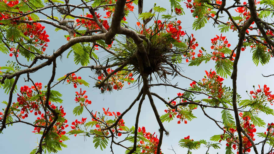Beautiful Flower Tree In Spring Wallpaper